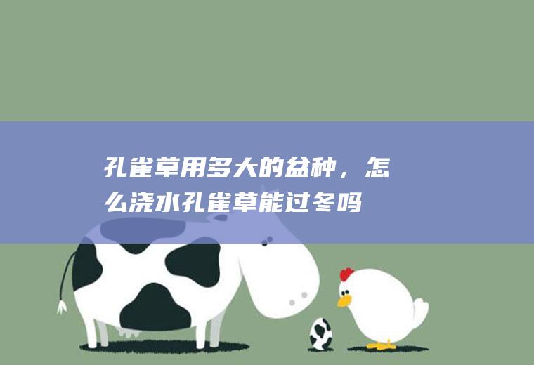 孔雀草用多大的盆种，怎么浇水,孔雀草能过冬吗？