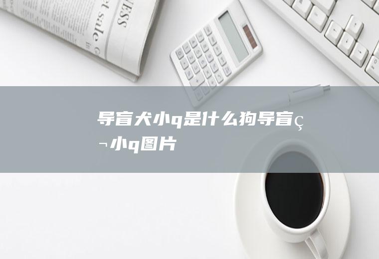 导盲犬小q是什么狗(导盲犬小q图片)