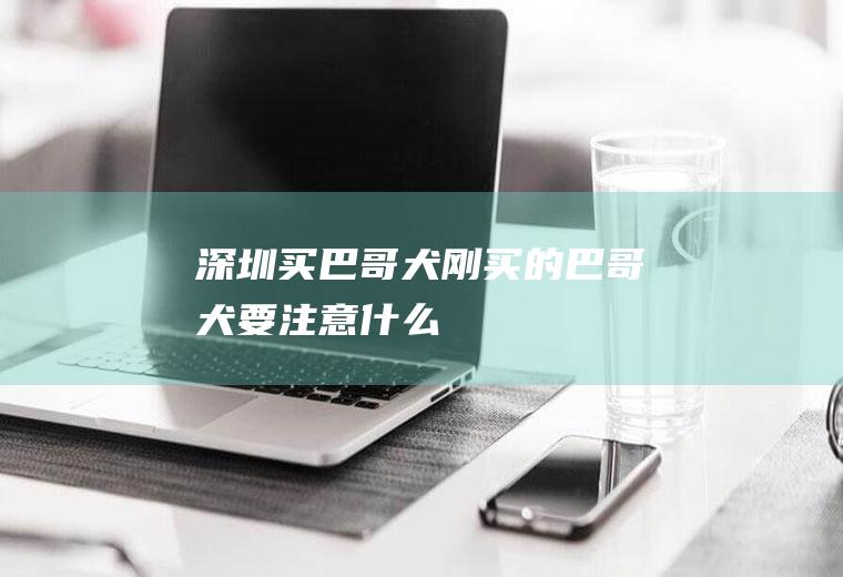 深圳买巴哥犬(刚买的巴哥犬要注意什么)