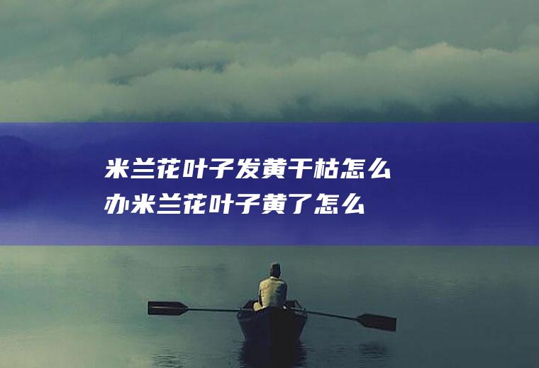 米兰花叶子发黄干枯怎么办(米兰花叶子黄了怎么办)