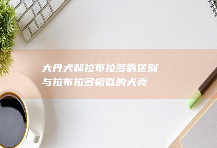 大丹犬和拉布拉多的区别(与拉布拉多相似的犬类)