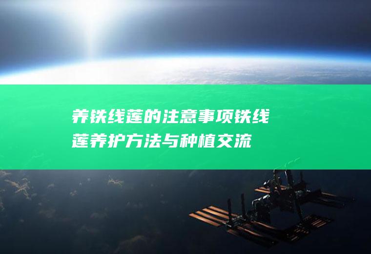 养铁线莲的注意事项铁线莲养护方法与种植交流