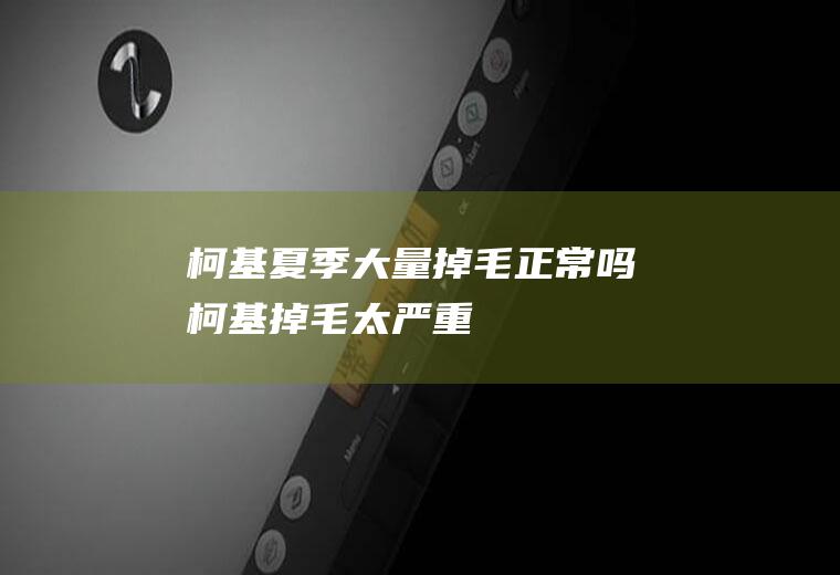 柯基夏季大量掉毛正常吗(柯基掉毛太严重)