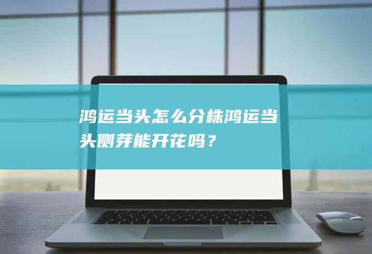 鸿运当头怎么分株,鸿运当头侧芽能开花吗？