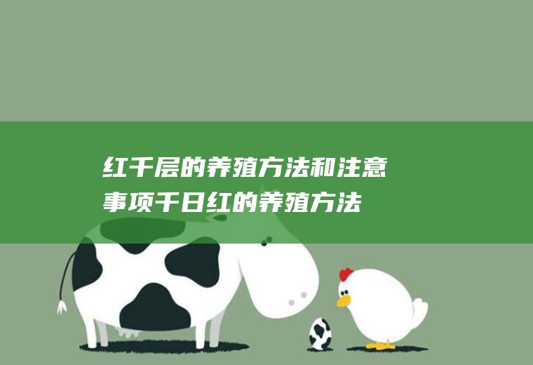 红千层的养殖方法和注意事项(千日红的养殖方法和注意事项)