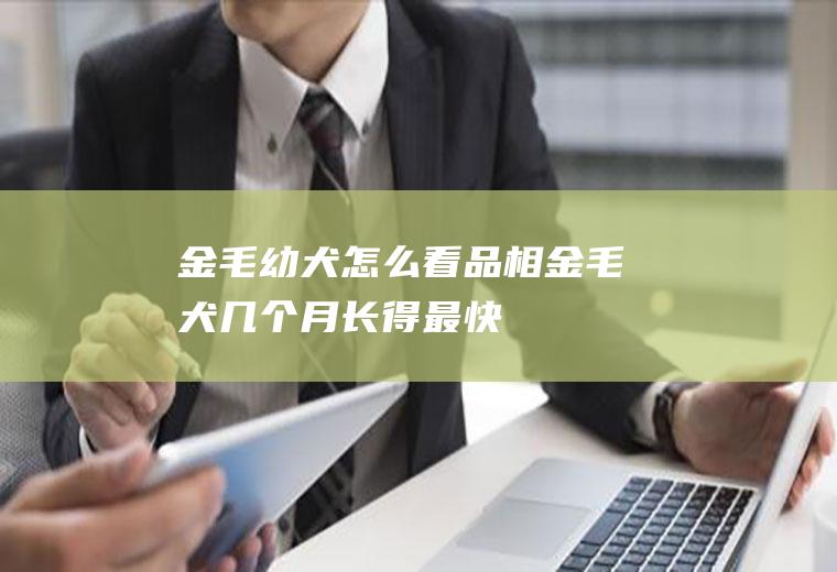 金毛幼犬怎么看品相(金毛犬几个月长得最快)