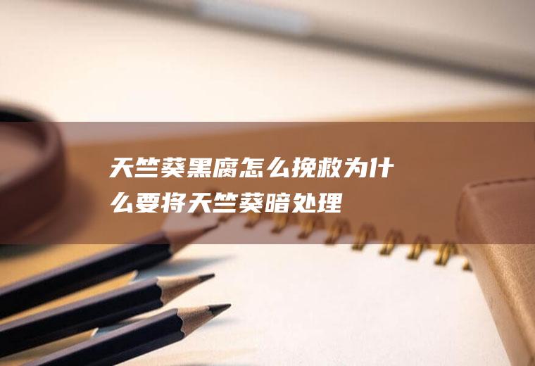 天竺葵黑腐怎么挽救(为什么要将天竺葵暗处理)