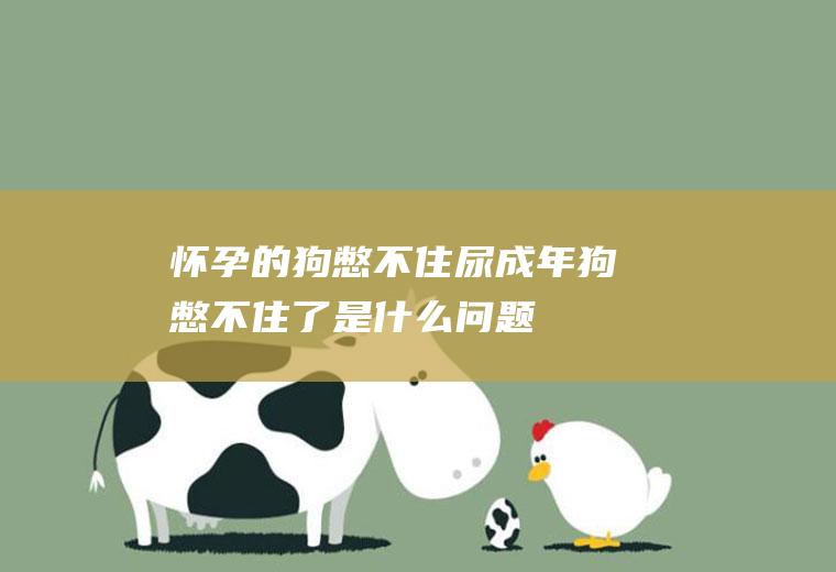 怀孕的狗憋不住尿(成年狗憋不住了是什么问题)