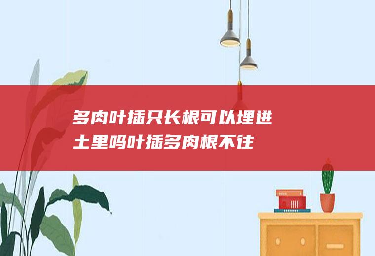 多肉叶插只长根可以埋进土里吗(叶插多肉根不往土里长)