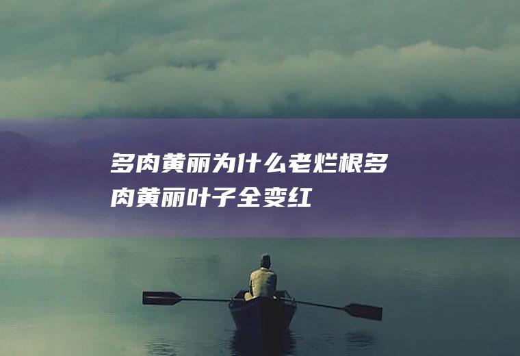 多肉黄丽为什么老烂根(多肉黄丽叶子全变红)